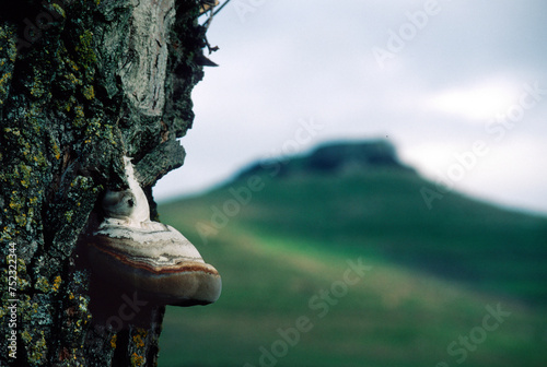 Mushroom (Ganoderma sp.), Ganoderma (also known as reishi) is a mushroom used for medicinal purposes. Bonorva, SS, Sardinia, Italy photo