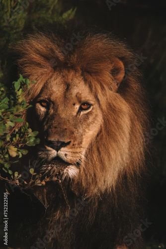 portrait of a lion