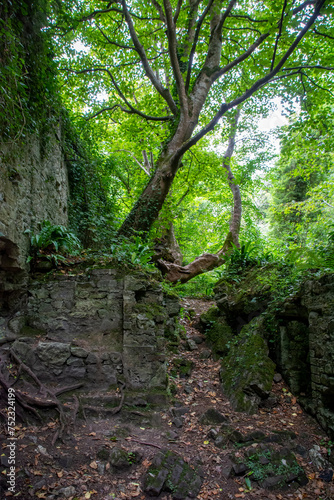 Massys Estate in the Dublin Mountains, where lush greenery gracefully reclaims ancient stone walls, weaving a tapestry of time and resilience. photo
