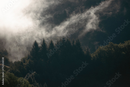 Misty landscape with fir forest