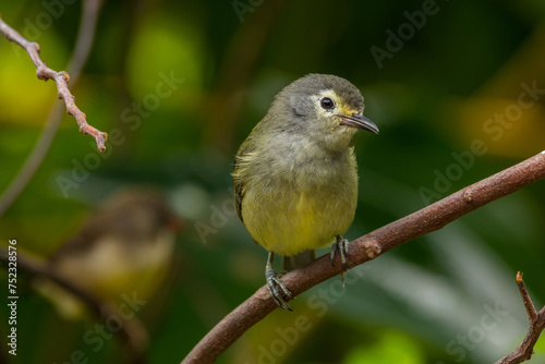 Mees's white-eye (Heleia javanica), also known as the Javan grey-throated white-eye or grey-throated ibon, is a species of bird in the family Zosteropidae photo