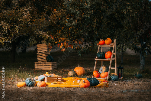 holiday setup with Pumpkins agricultural production on rustic country yard backdrop. Autumn, halloween, pumpkin, copyspace. pumpkins ladder leans against a tree among the natural foods and grass.
