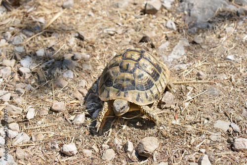 A Hermanns tortoise walking on dry grass and stones photo