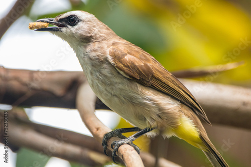 The yellow-vented bulbul (Pycnonotus goiavier), or eastern yellow-vented bulbul, is a member of the bulbul family of passerine birds photo