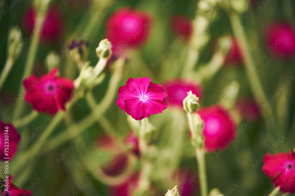Pink wildflower blossom. High quality photo Pink wildflower blossom. High quality photo
