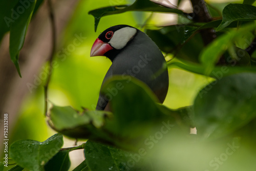 The Java sparrow (Lonchura oryzivora), also known as Java finch, Java rice sparrow or Java rice bird, is a small passerine bird photo