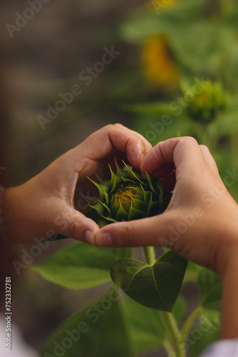 Close up photo of girl who makes the shape of heart with her hand on sunflower bud on nature background. Summer season. Space for text