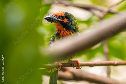 The coppersmith barbet (Psilopogon haemacephalus), also called crimson-breasted barbet and coppersmith © lessysebastian