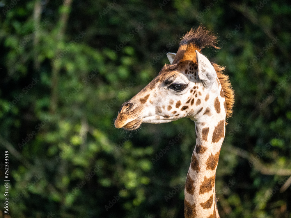 The face of a baby giraffe (Giraffa camelopardalis rothschildi) in Mburo National Park in Uganda. The face of a baby giraffe (Giraffa camelopardalis rothschildi) in Mburo National Park in Uganda.