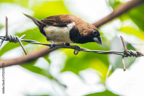 The Javan munia (Lonchura leucogastroides) is a species of estrildid finch native to southern Sumatra, Java, Bali and Lombok islands in Indonesia photo