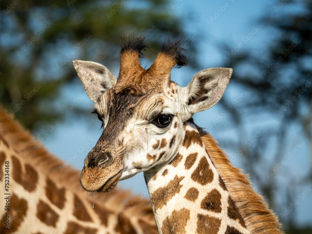 The face of a baby giraffe (Giraffa camelopardalis rothschildi) in Mburo National Park in Uganda. The face of a baby giraffe (Giraffa camelopardalis rothschildi) in Mburo National Park in Uganda.