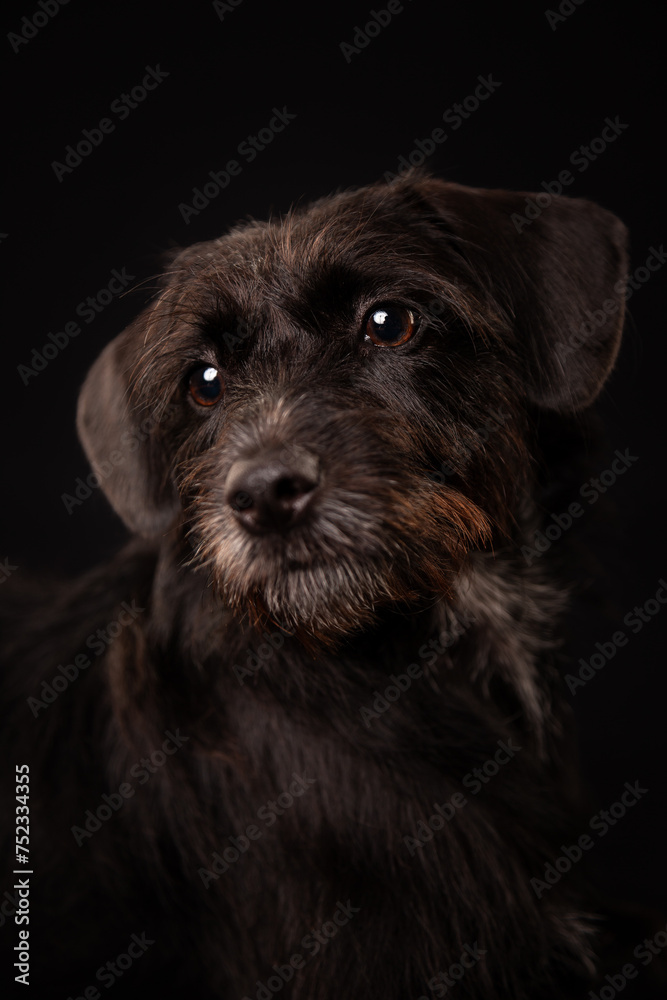 black dog studio photo on black background black dog studio photo on black background