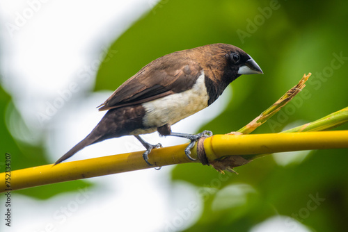 The Javan munia (Lonchura leucogastroides) is a species of estrildid finch native to southern Sumatra, Java, Bali and Lombok islands in Indonesia photo