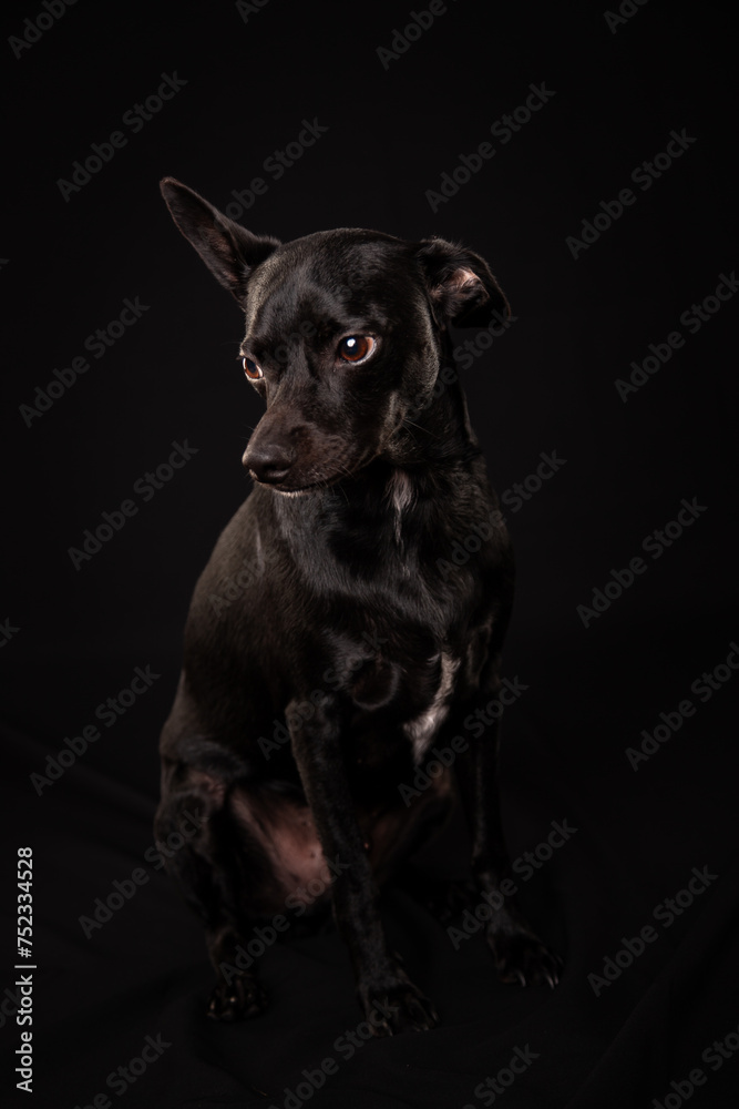 black dog studio photo on black background black dog studio photo on black background