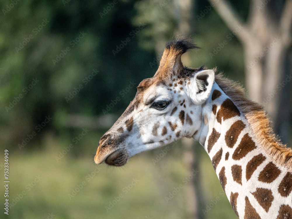 The face of a baby giraffe (Giraffa camelopardalis rothschildi) in Mburo National Park in Uganda. The face of a baby giraffe (Giraffa camelopardalis rothschildi) in Mburo National Park in Uganda.