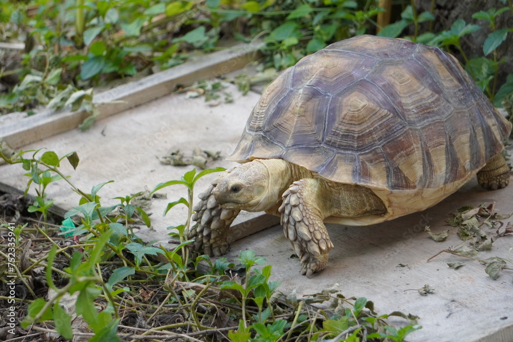 Sulcata tortoise walks around looking for something to eat. Sulcata tortoise walks around looking for something to eat.
