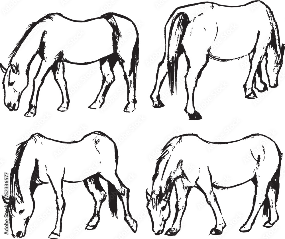 Fototapeta premium Walking and eating horses sketch. Horses in different views vector drawings. Animals ink artwork group. Wildlife mammal herbivore. 