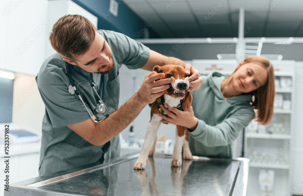 Front view, checking the teeth. Dog in veterinary clinic with two doctors Front view, checking the teeth. Dog in veterinary clinic with two doctors