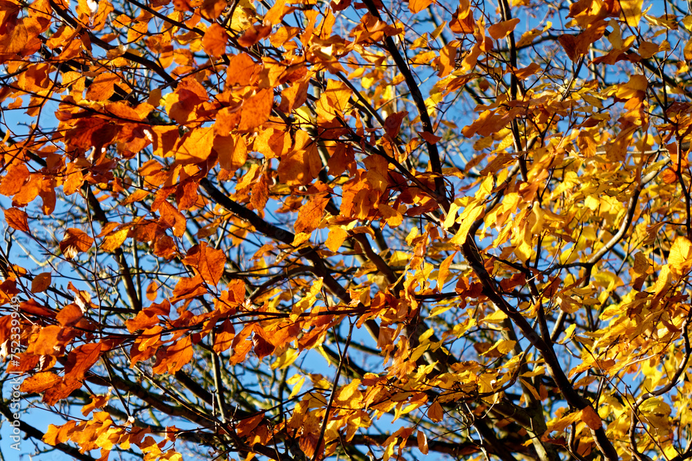 Autumn coloured leaves in Wiltshire, England, UK  