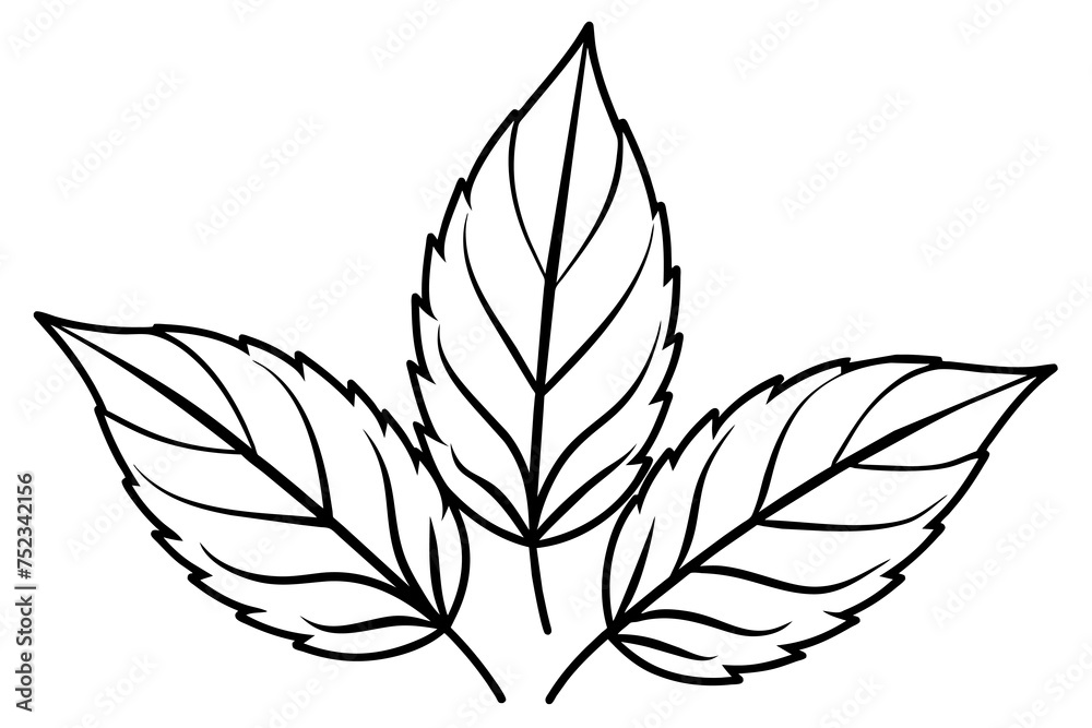 Creative Graphics: Vector Leaves Creative Graphics: Vector Leaves
