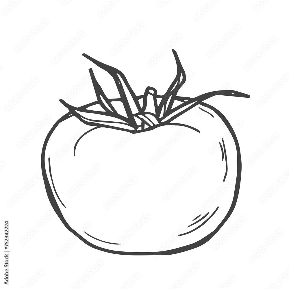 Tomato. Hand drawn sketch icons of vegetable. Isolated vector illustration in doodle line style. Tomato. Hand drawn sketch icons of vegetable. Isolated vector illustration in doodle line style.