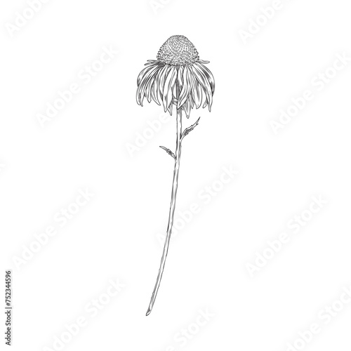 Echinacea coneflower sketch vector
