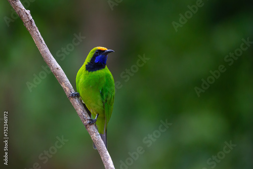 Beautiful green bird in nature Golden fronted Leafb