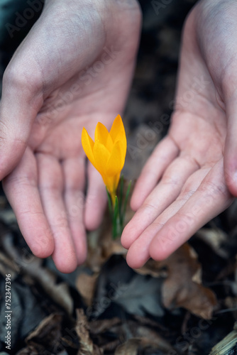 Close-up of children's hands holding yellow spring crocuses in the forest. © Jess_Ivanova