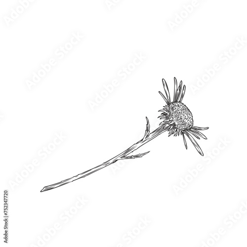 Lying echinacea flower vector art