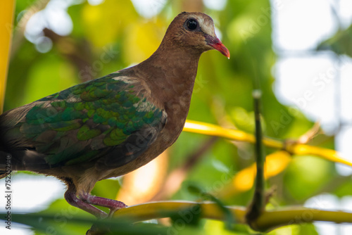 The emerald dove or common emerald dove (Chalcophaps indica), also called Asian emerald dove and grey-capped emerald dove photo