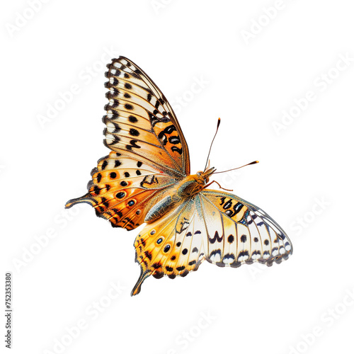 a side view of a very beautiful butterfly on a white background PNG