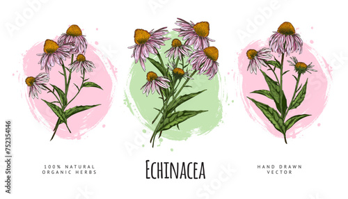 Echinacea purpurea flowers hand drawn set on watercolor stain, floral label vector design, natural organic herb