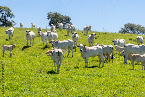 Nelore cattle in a green pasture on a farm in São Paulo, SP