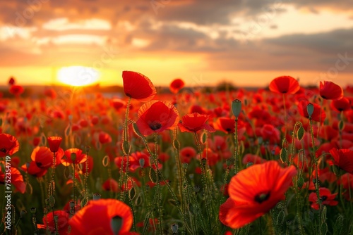 Golden sunset over a vibrant field of red poppies, evoking the beauty of a serene countryside.© Kishore Newton