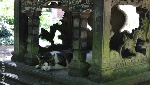 cat relaxing in an old asian  stone altar photo