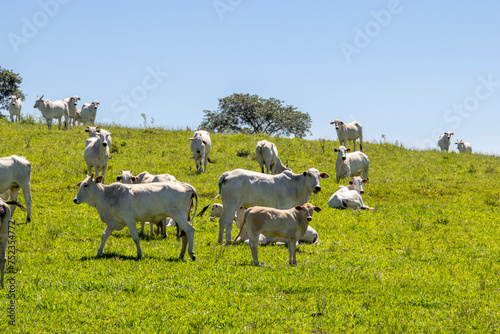 Nelore cattle in a green pasture on a farm in São Paulo, SP