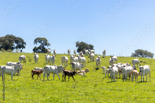 Nelore cattle in a green pasture on a farm in São Paulo, SP photo