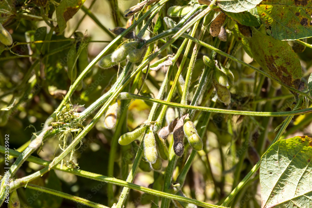 Raw soybeans on a plantation in Brazil. Close up Raw soybeans on a plantation in Brazil. Close up