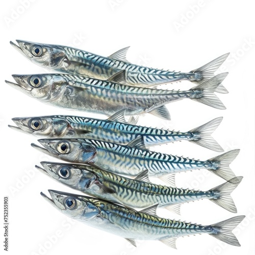 School barracuda fish isolated on white background