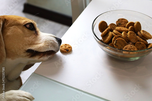 Alone in the kitchen, a hungry beagle dog tries to reach for the cookies left by the owner.