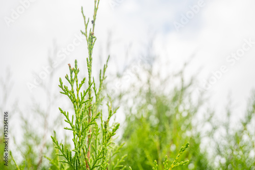 Texture green leaf background of the cupressus torulosa. The photo is suitable to use for botanical background, nature poster and flora education content media.