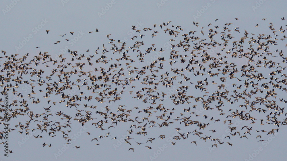 Hundreds of geese of different species are circling in the sky. Most of these birds: the bean goose (Anser fabalis) and the greater white-fronted goose (Anser albifrons).