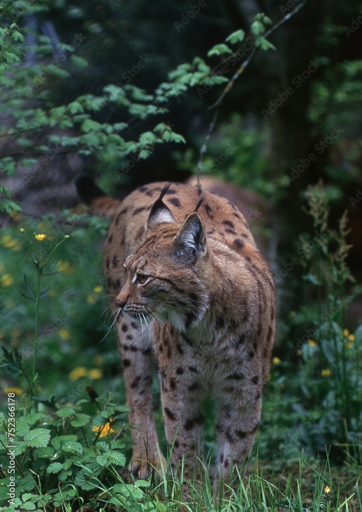 Fototapeta premium Rotluchs