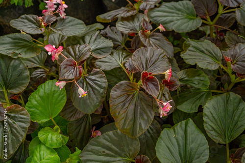 Little pink flower Begonia sparreana on the green garden. Photo is suitable to use for nature background  botanical poster and garden content media.