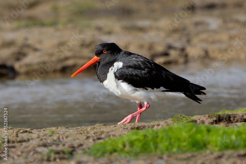 A South Island oystercatcher, or South Island pied oystercatcher (Haematopus finschi), looks for food near the Pacific Ocean mouth of the Tahakopa river. photo