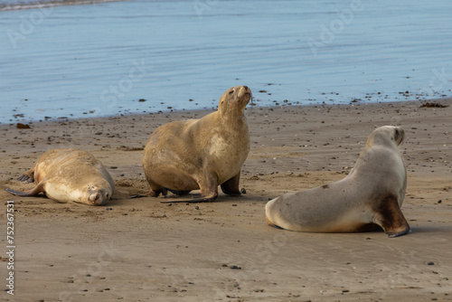 The New Zealand sea lion (Phocarctos hookeri) is one of the world's rarest sea lion species found only in New Zealand. These are in Purakaunui Bay on the South Island.