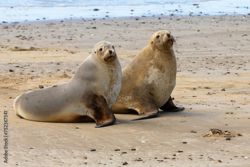 The New Zealand sea lion (Phocarctos hookeri) is one of the world's rarest sea lion species found only in New Zealand. These are in Purakaunui Bay on the South Island.