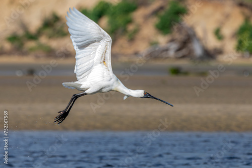 A royal spoonbill (Platalea regia) also known as the black-billed spoonbill, in flight near the Pacific Ocean mouth of the Tahakopa river. photo