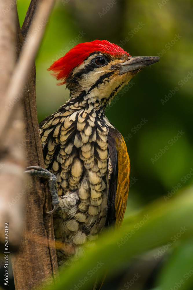The common flameback or common goldenback (Dinopium javanense) is a species of bird in the family Picidae The common flameback or common goldenback (Dinopium javanense) is a species of bird in the family Picidae