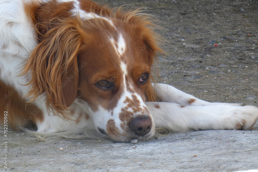 Spaniel breton